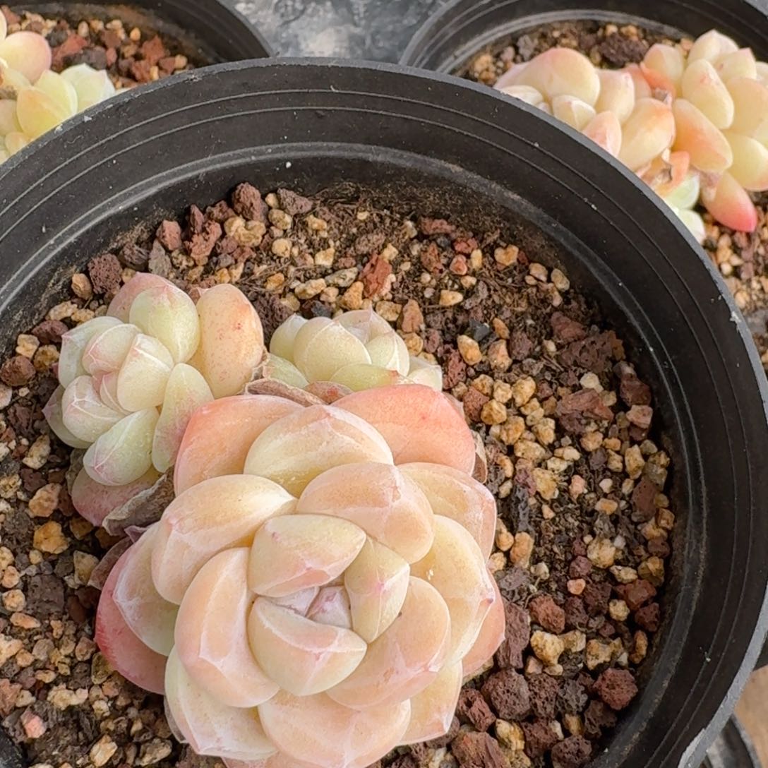 平*?43 号到手1颗，江北多肉