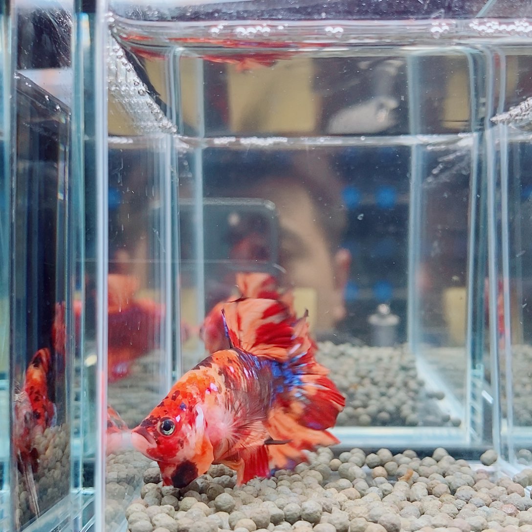 海水黑332号巨斗将军