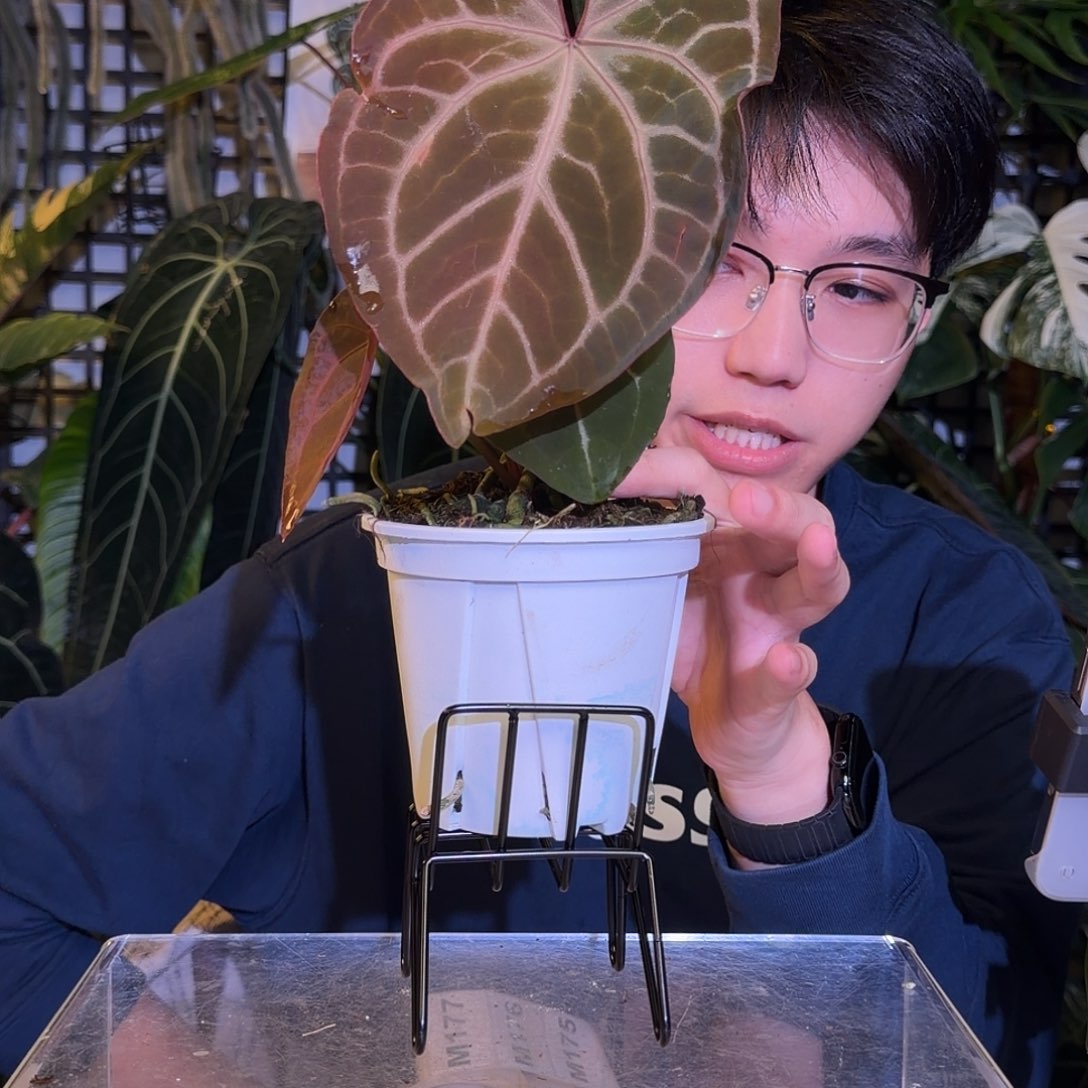 完全开放M175  ftg杂织梦者