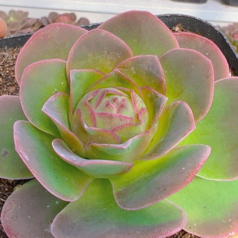 欧帕单颗福利带盆土600