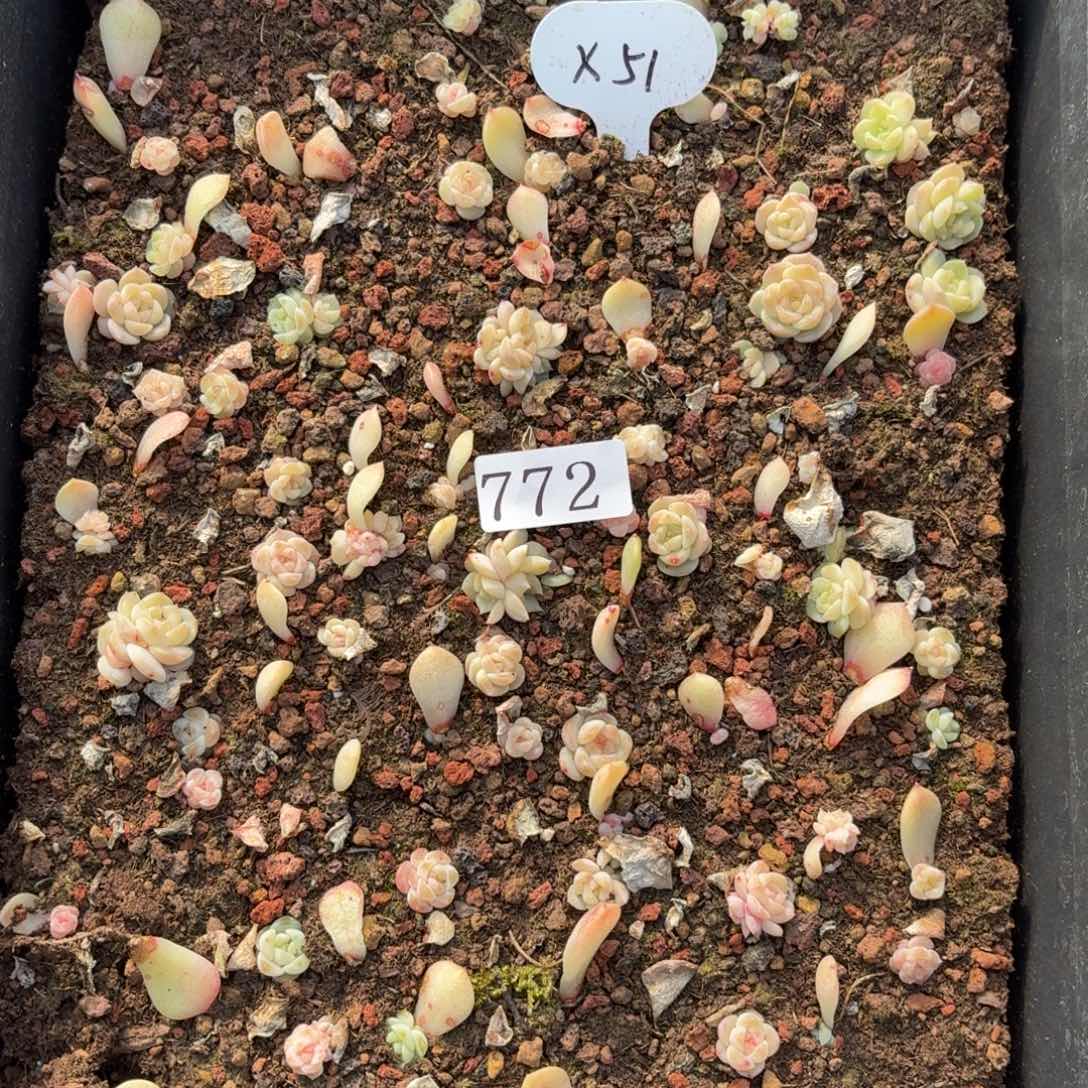 多肉植物多肉植物772