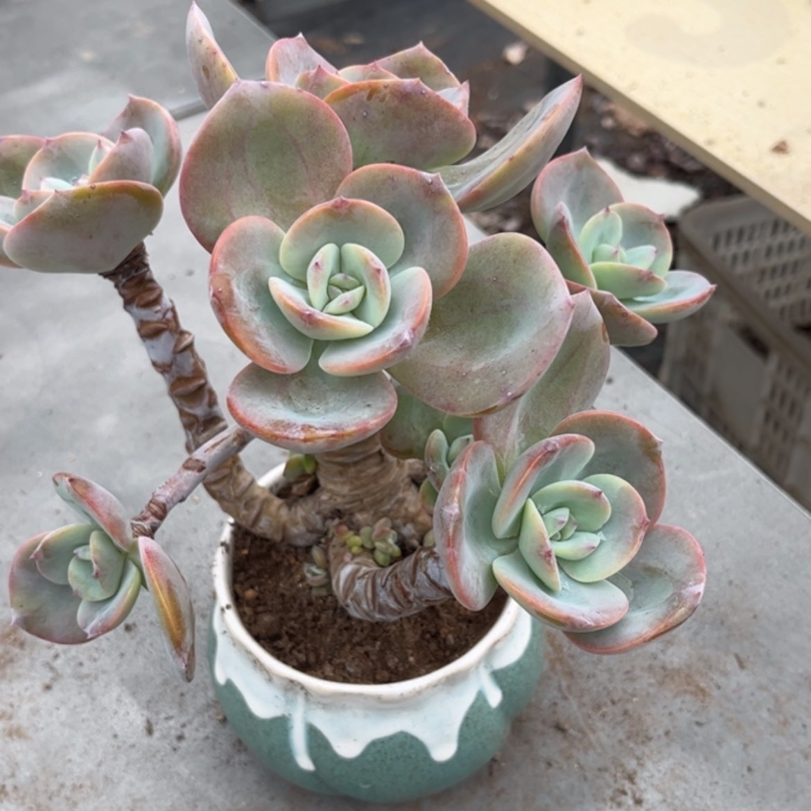 【闪购商品】无花朵এ****༻