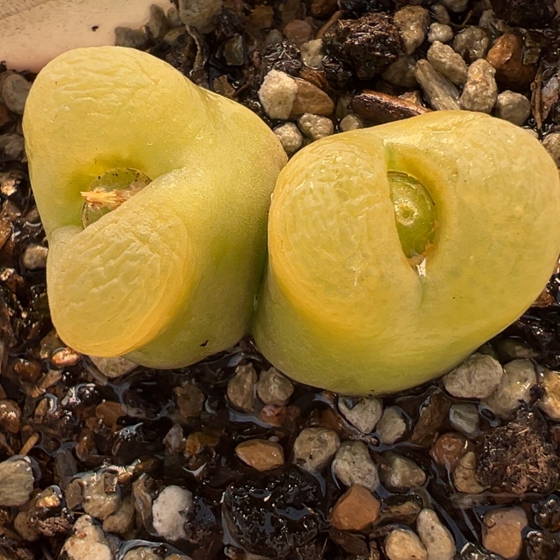 091多肉植物种类多样