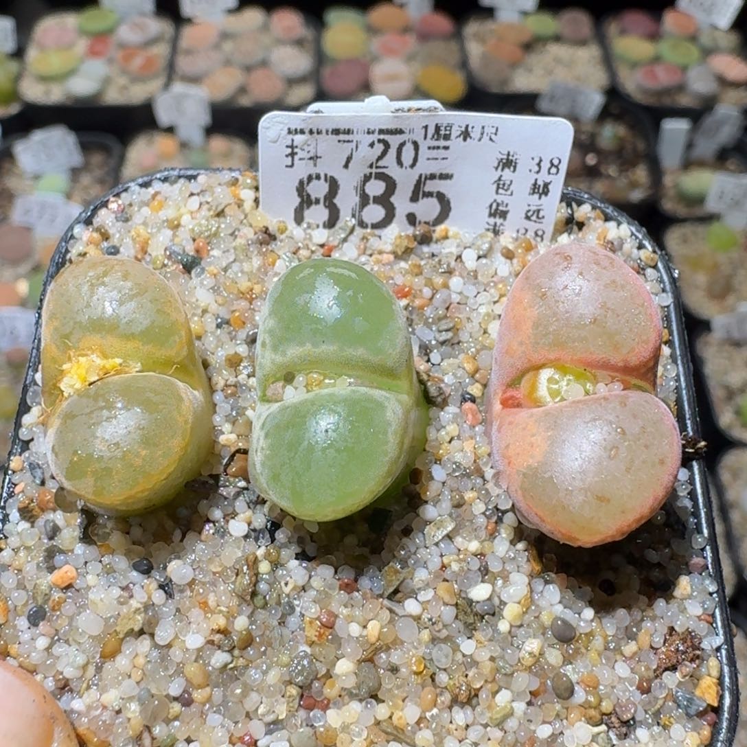 Sss精品清仓便宜885