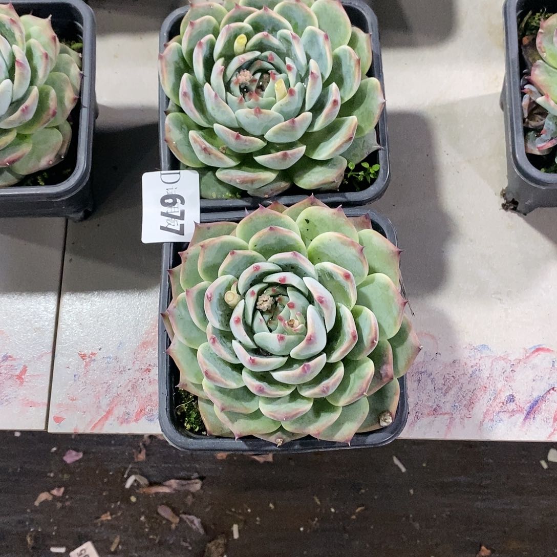 雪*677惊鸿多肉2颗