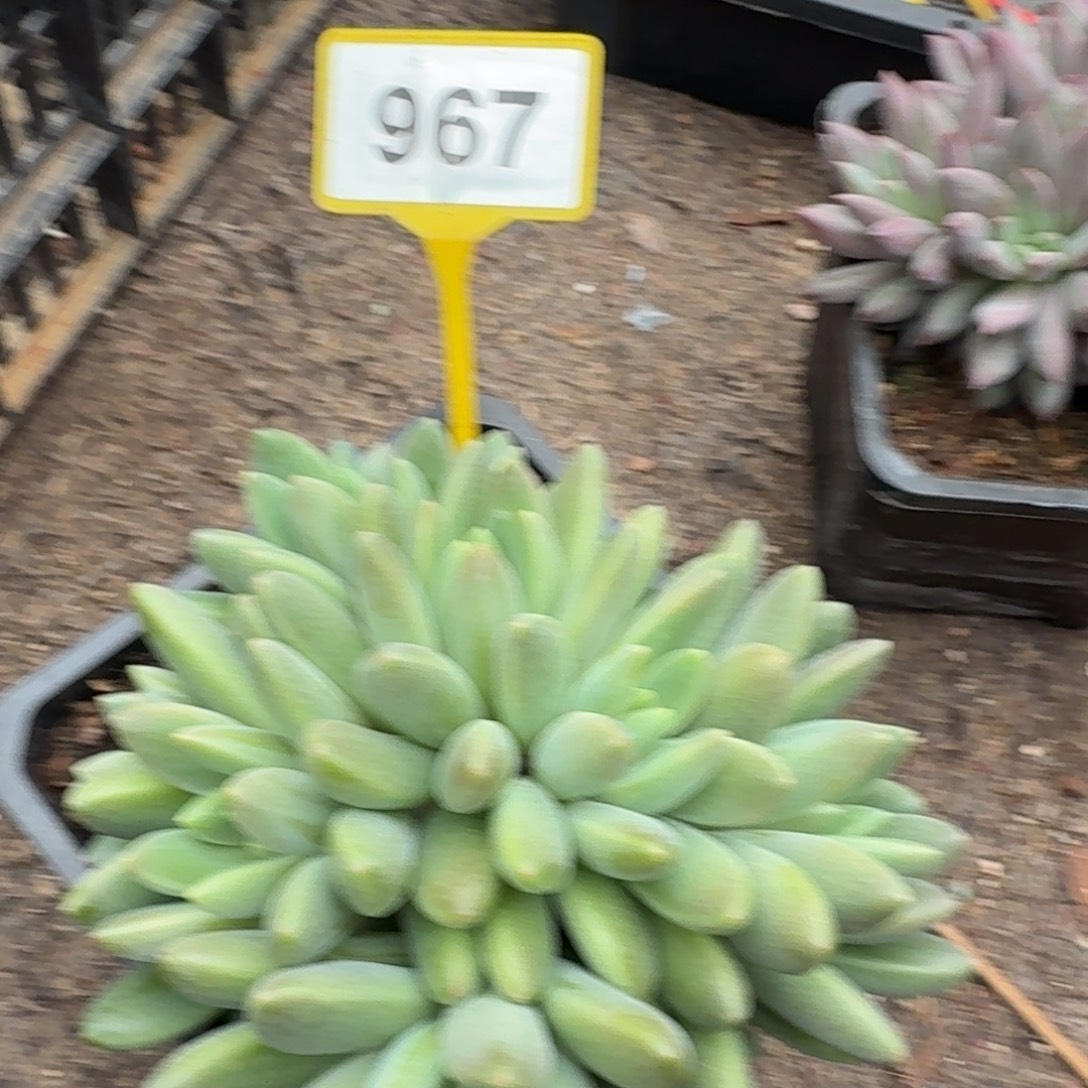 小***儿多肉植物橙色奇迹967