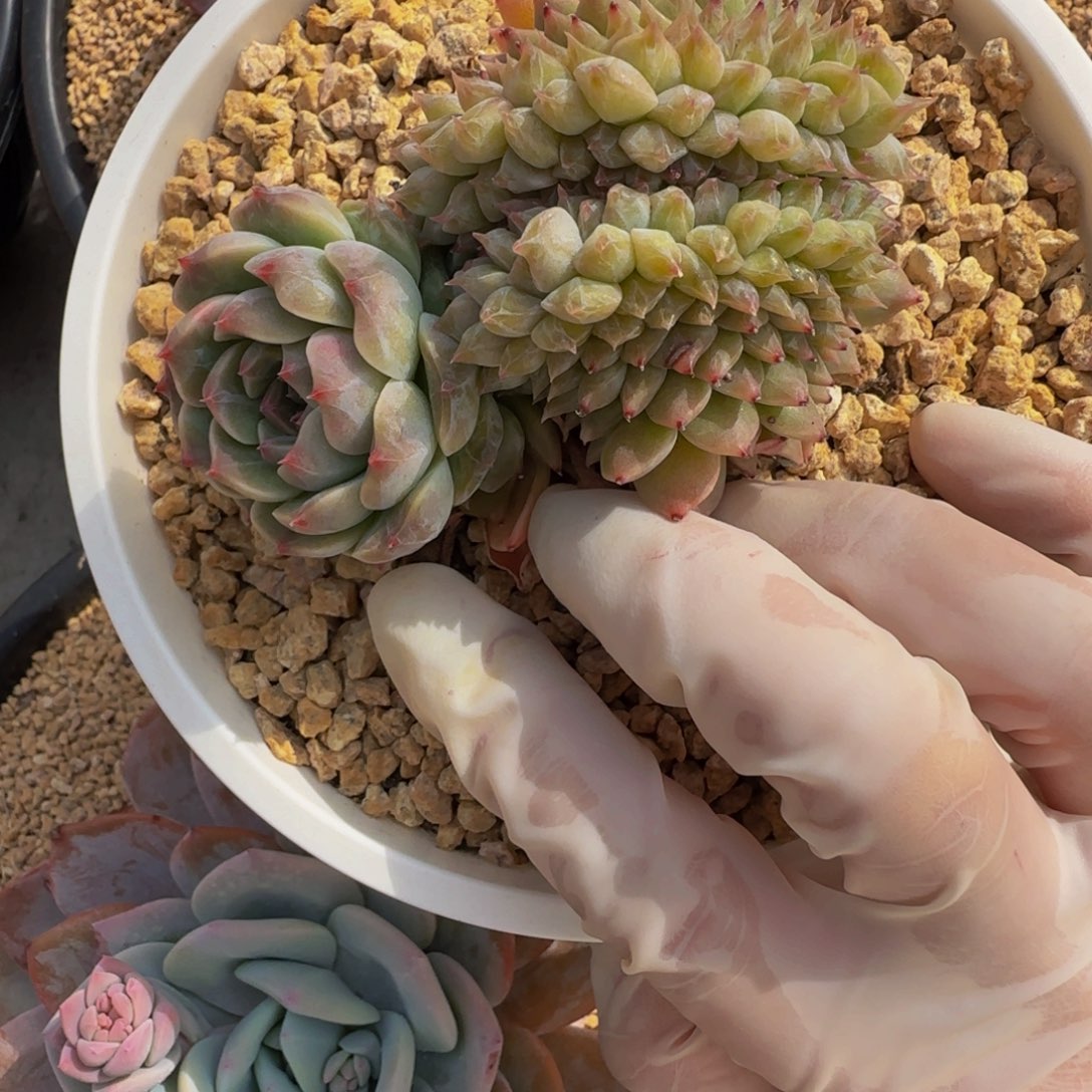 a 80号一物一拍两呀