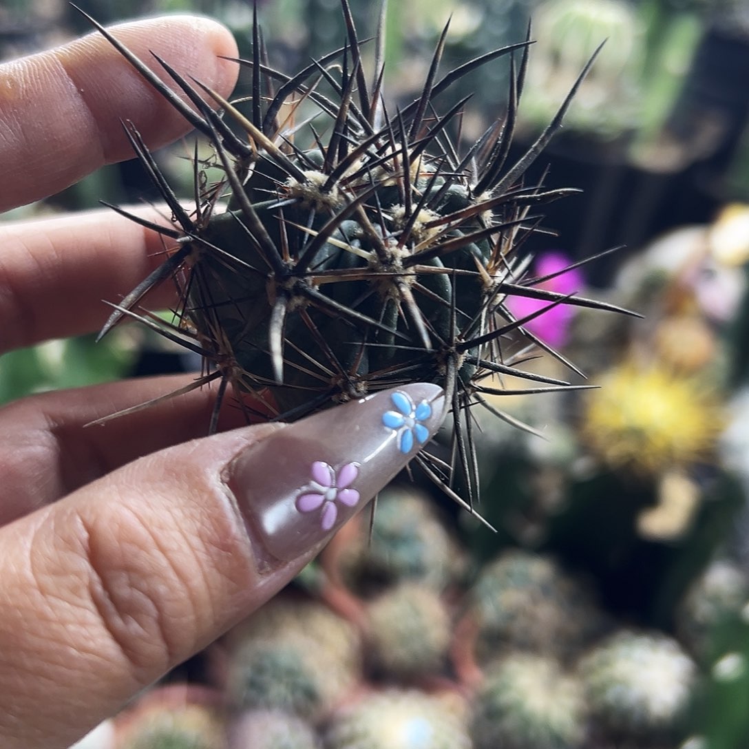 林氏幻虾仙人球111111