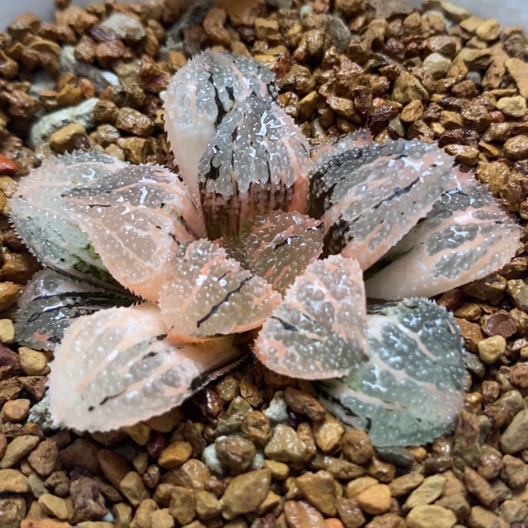 256具味城锦一物一拍