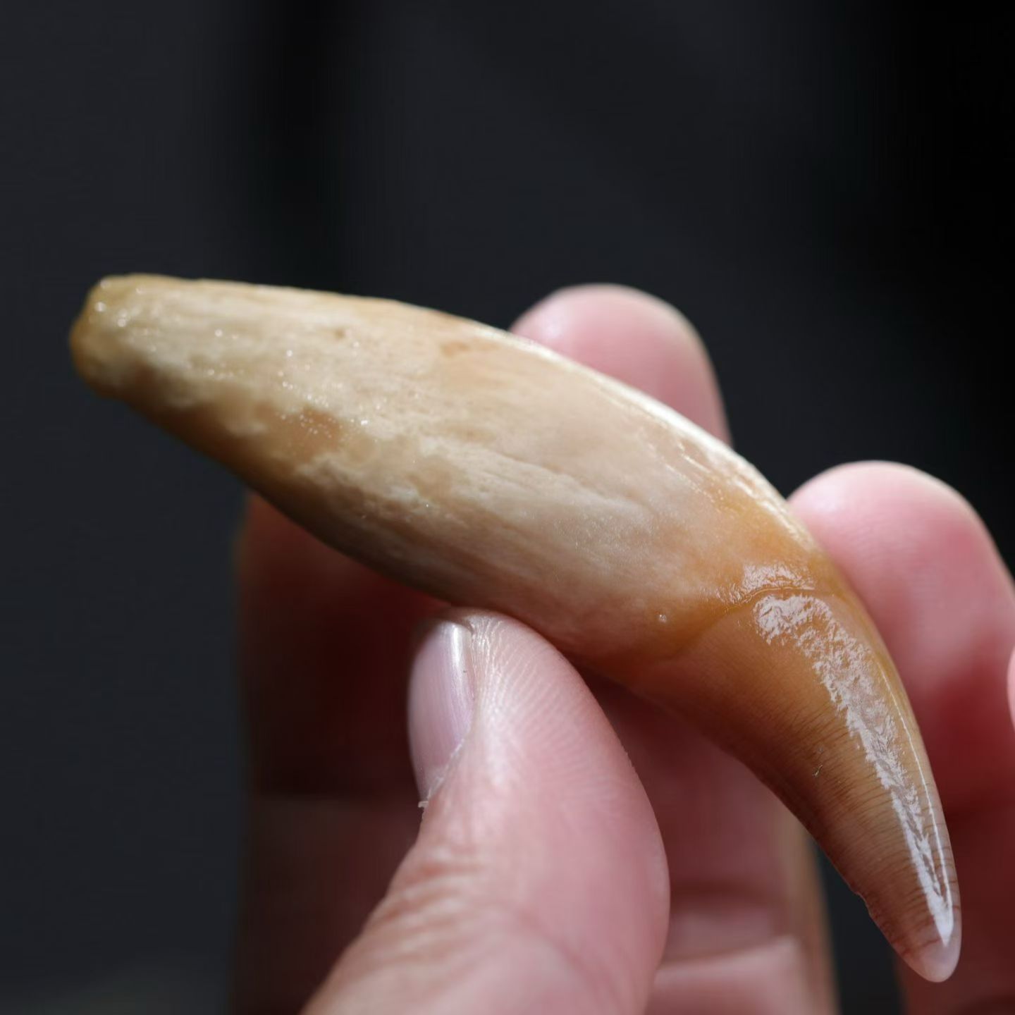 道具动物牙齿文玩饰品