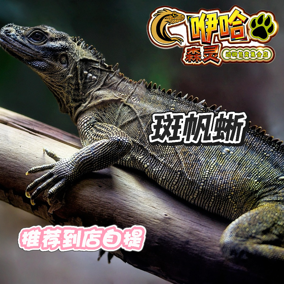 【斑帆蜥】活体蜥蜴树栖型爬宠进阶中大型蜥蜴
