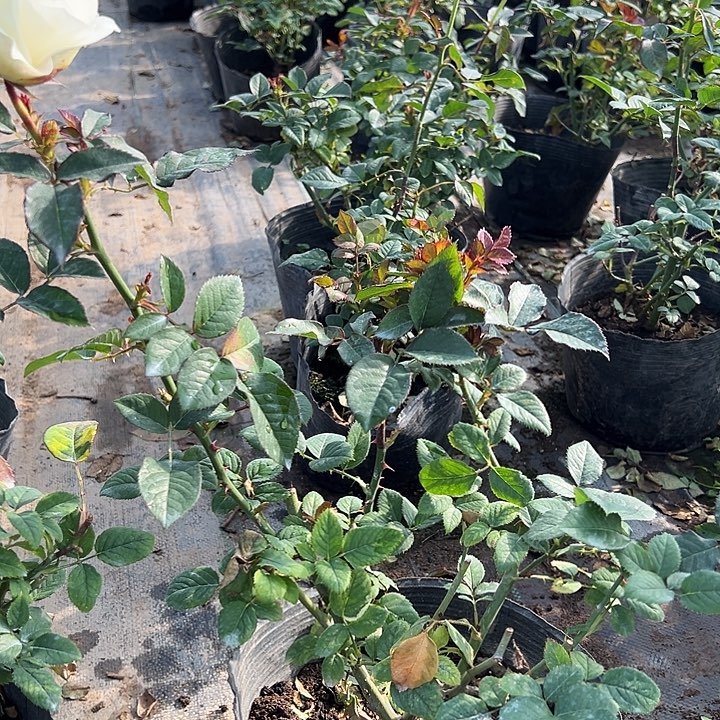 当前无花栽培后可以开花