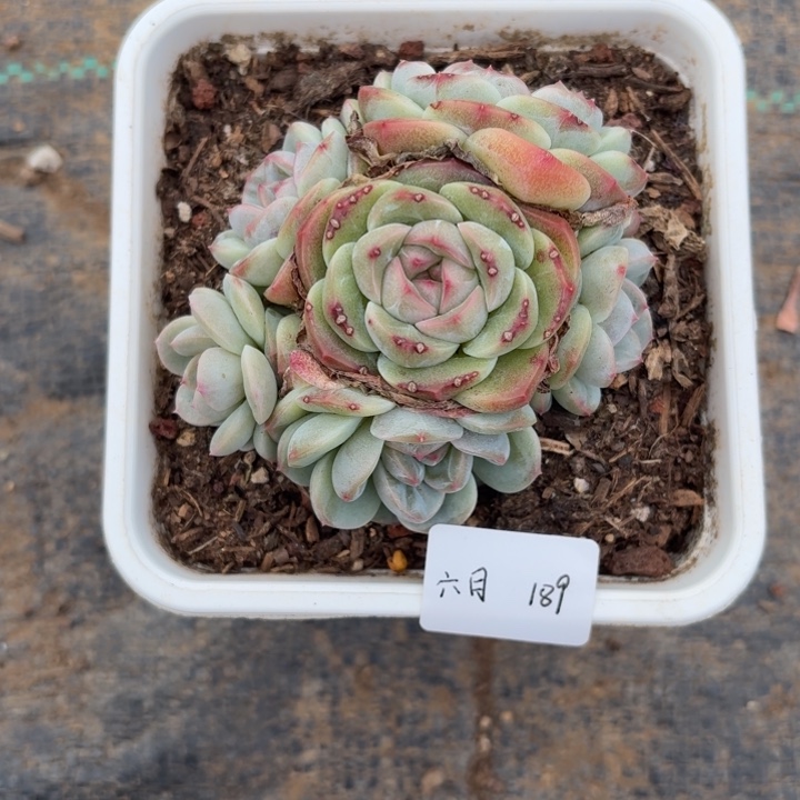 六***月精品多肉植物冠服9厘米