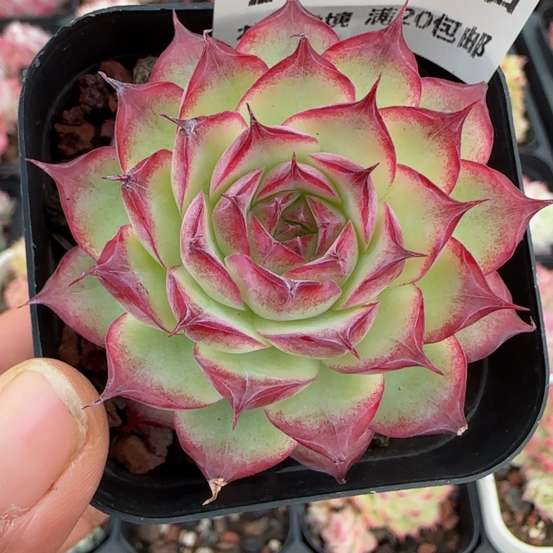 糯*谷花语逸镜0113-248