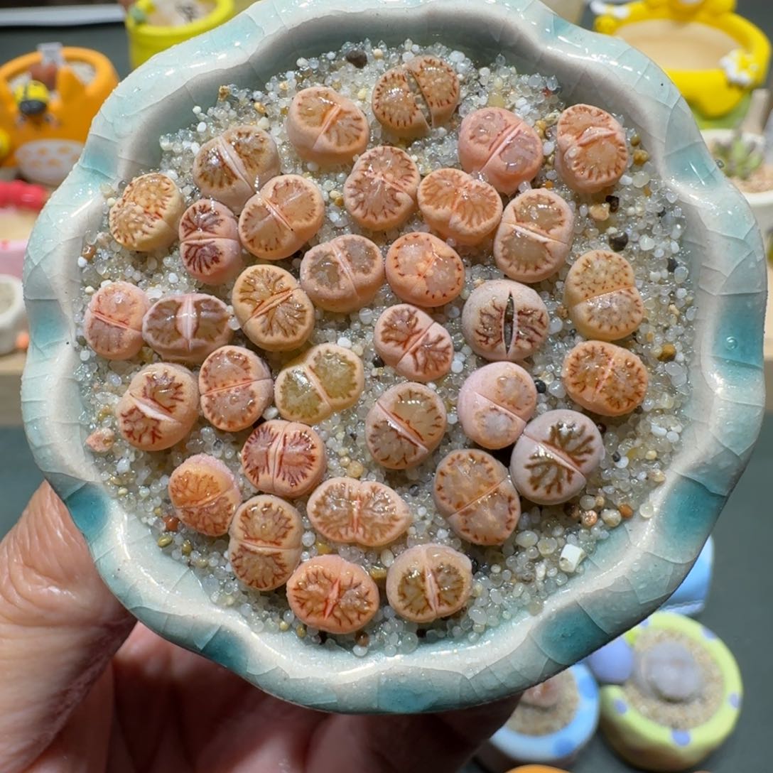 红陶蘑菇471菊纹