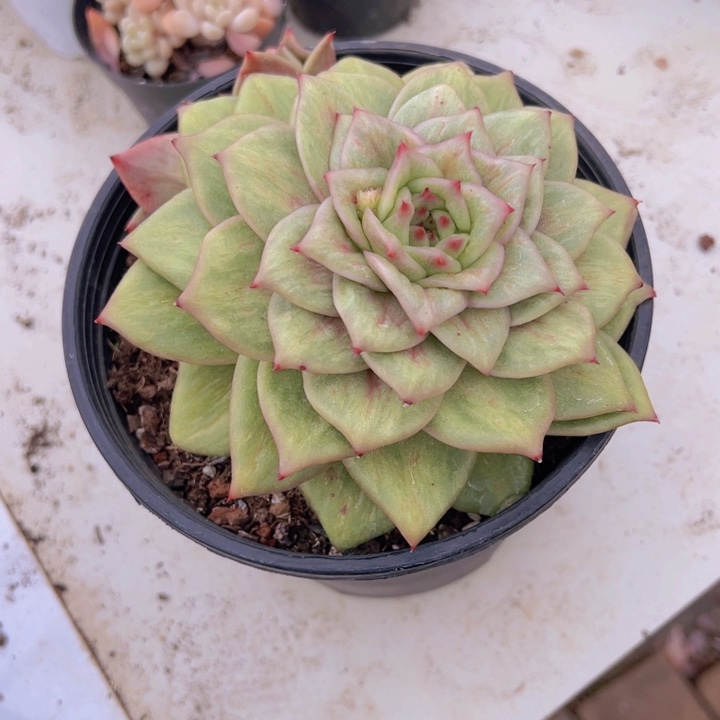 健健康康平平安安