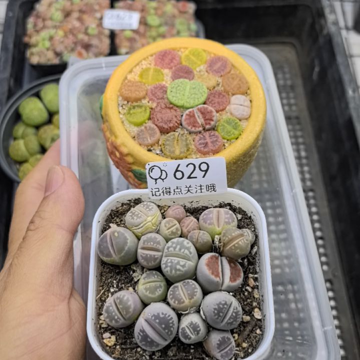 629买一送一带盆发货。