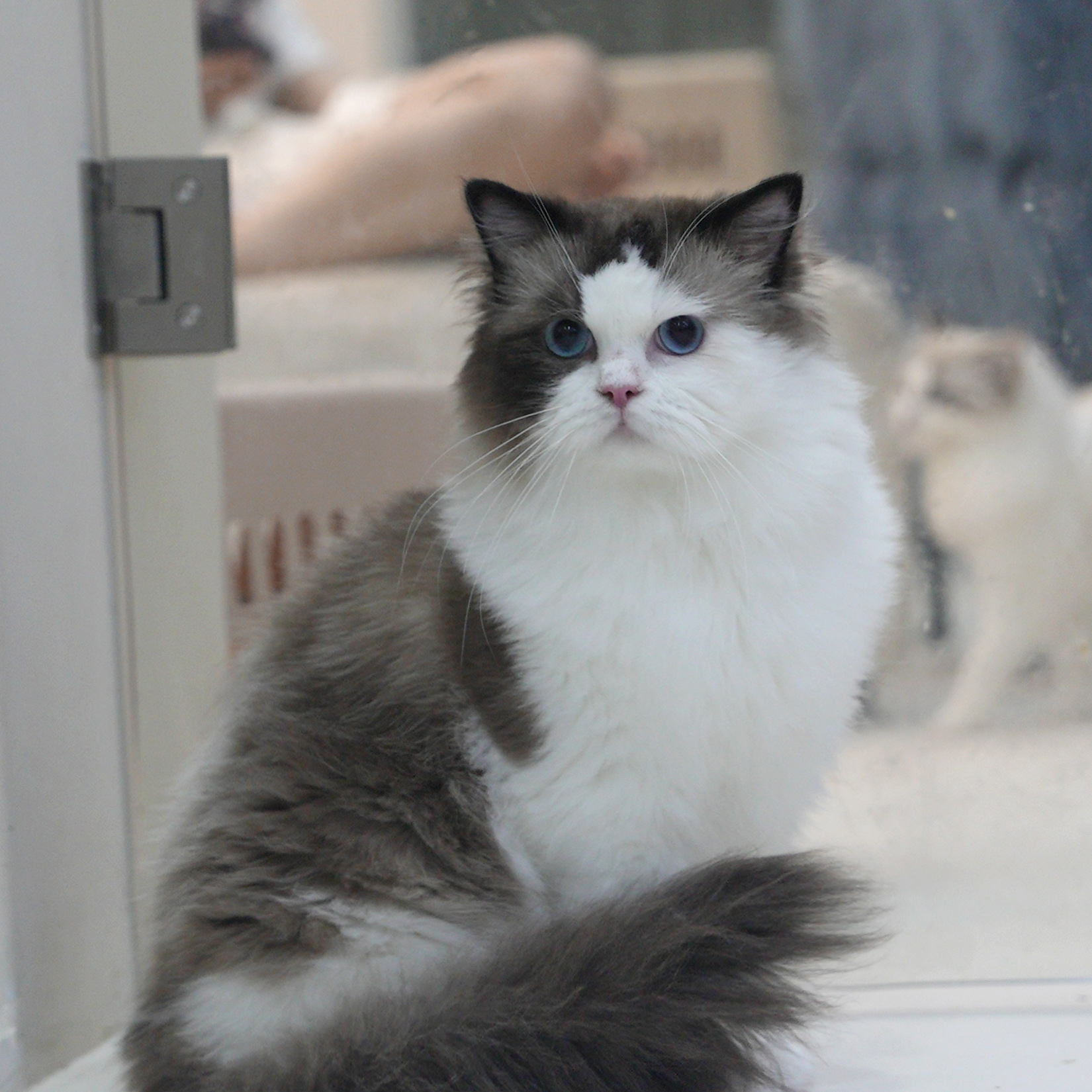 【云梦猫舍】布偶海双弟弟
