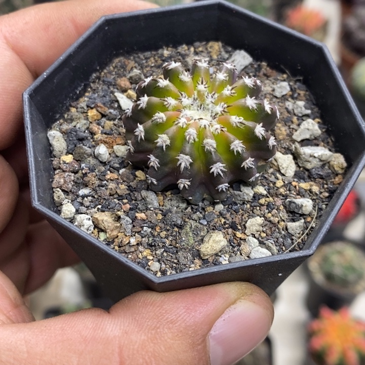 实生猫爪奇特球特价