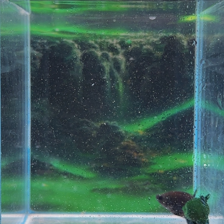 紫印母鱼那会因为自己