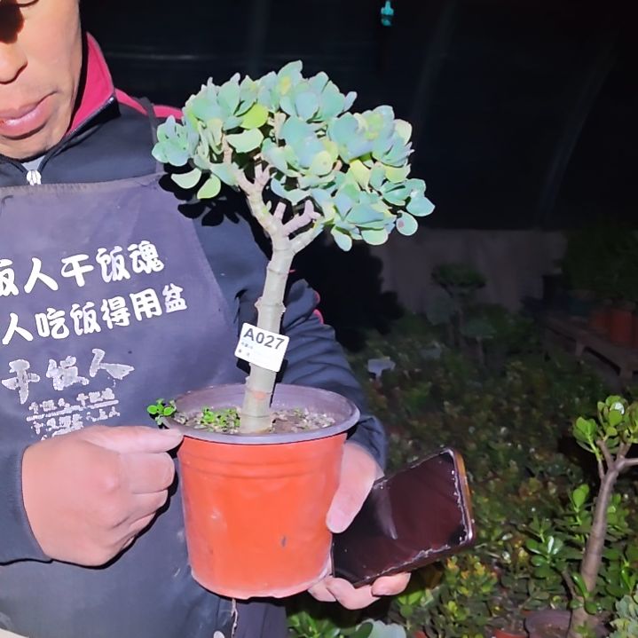 封***…海带花月（知更鸟）027