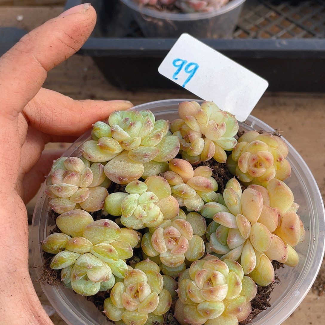 多肉植物多肉植物99