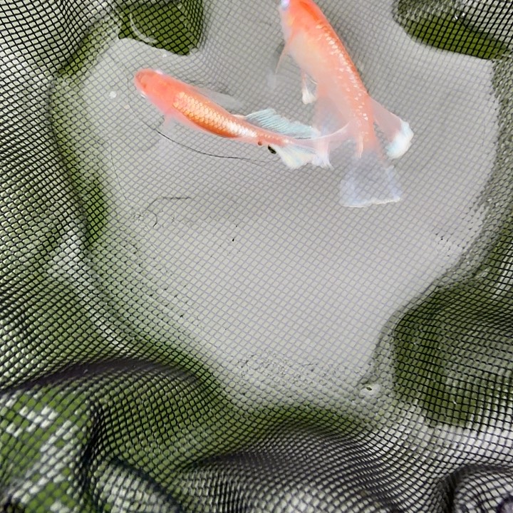 青鳉鱼编号 14 木红赤壁真长鳍一对