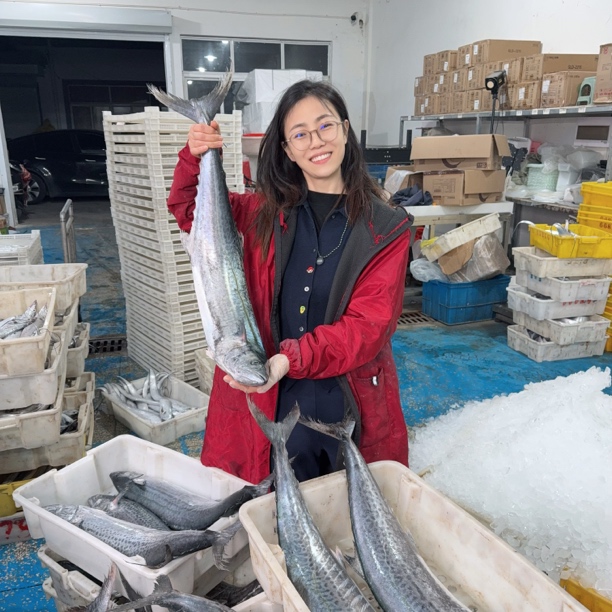 东海海捕马鲛鱼新鲜速冻深海野生白腹鲅鱼海鲜顺丰包邮整条切片