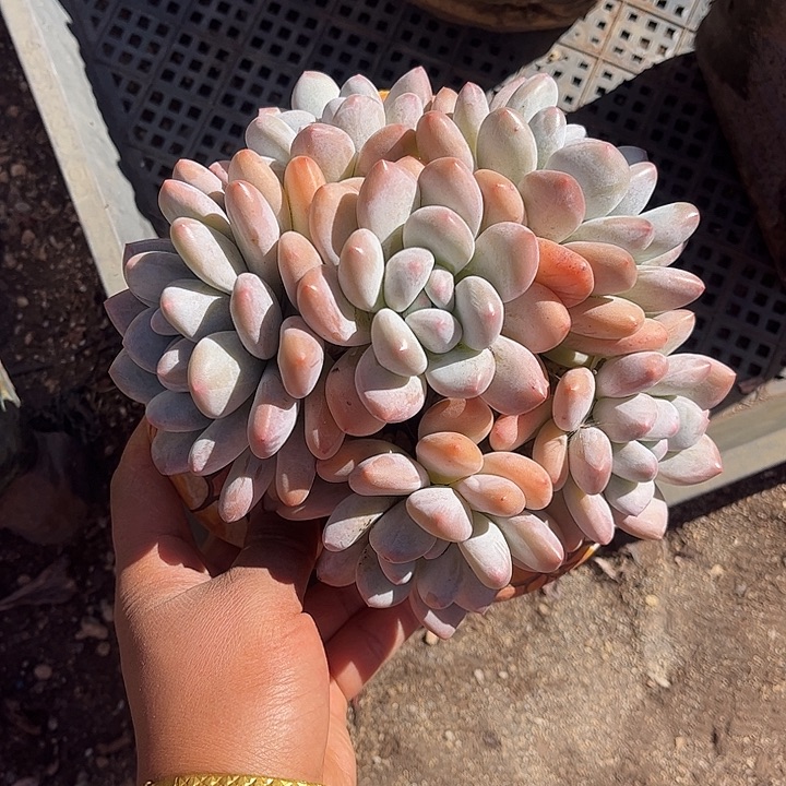 香水手捧花，一物一拍