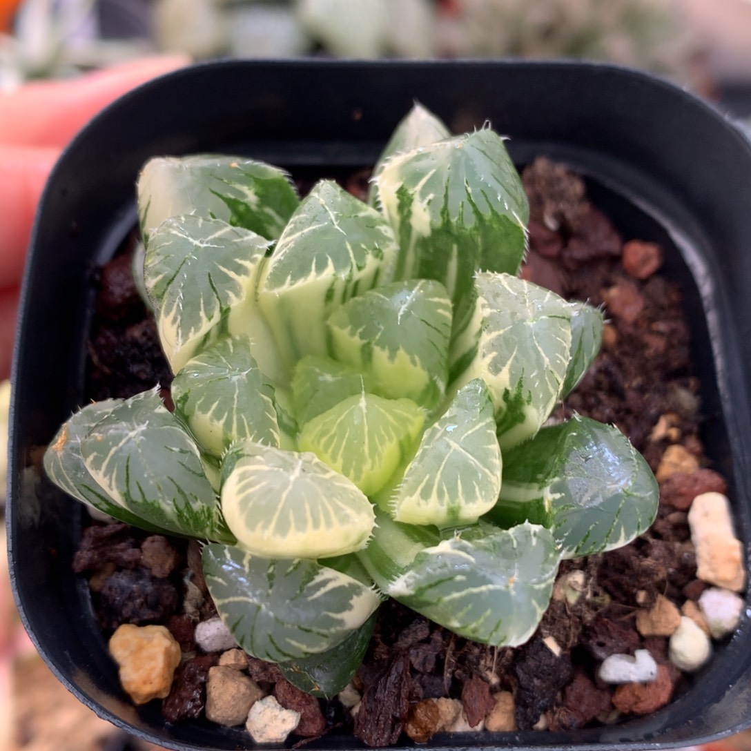 夏末玉露锦，带盆一起