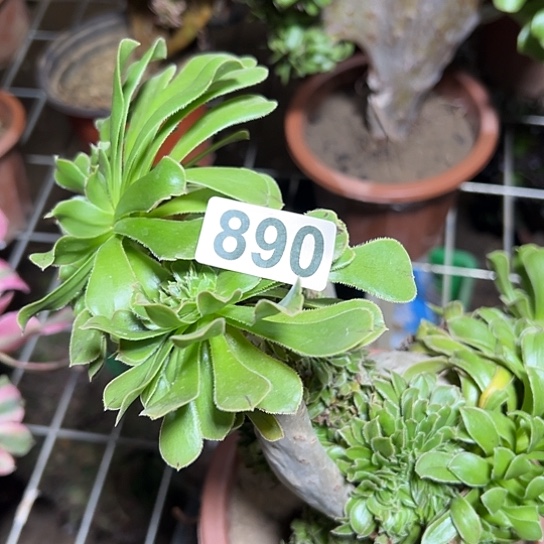 霞***姐多肉植物一个妖装890微瑕