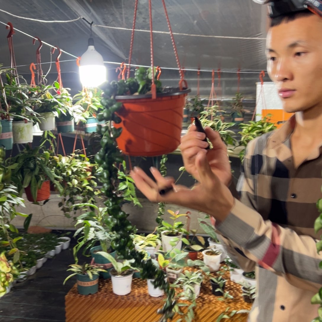 K***e无花朵深绿卷球兰