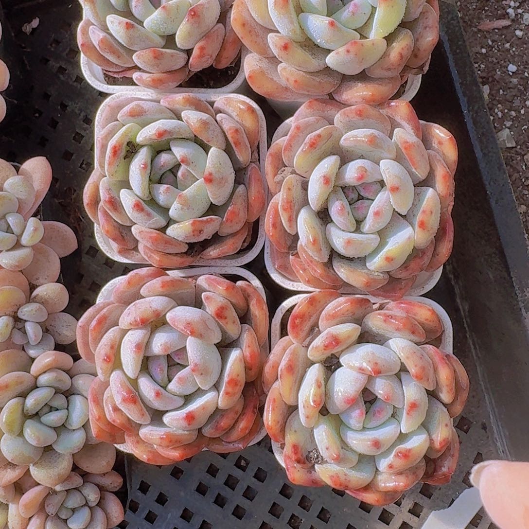 小星影皇后6盆多肉