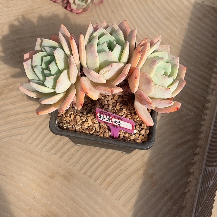 凤橙一字马思思妈专拍