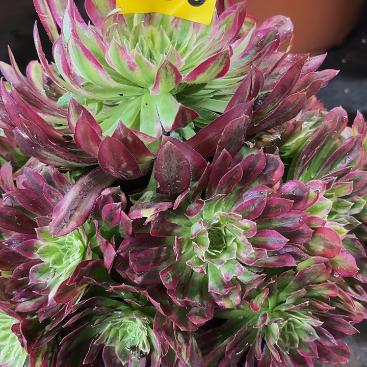 多肉植物福利来980