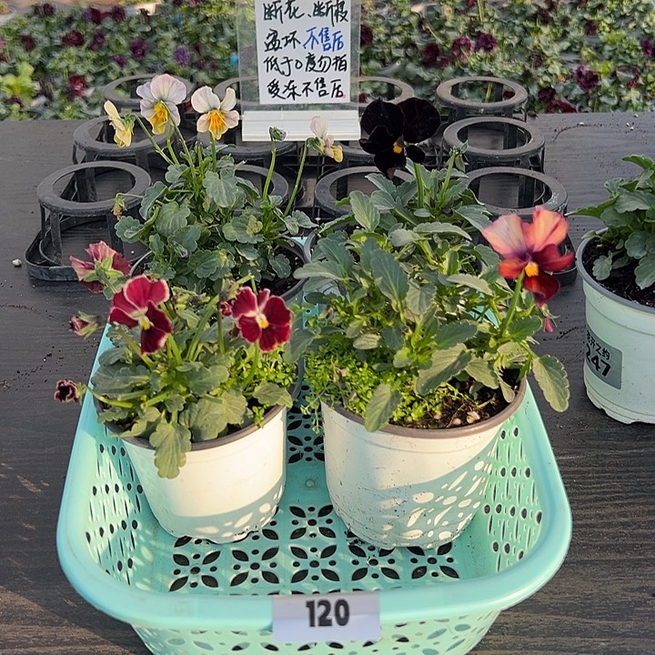 少量花朵（建议范围：2朵-5朵 或40%以下）120号