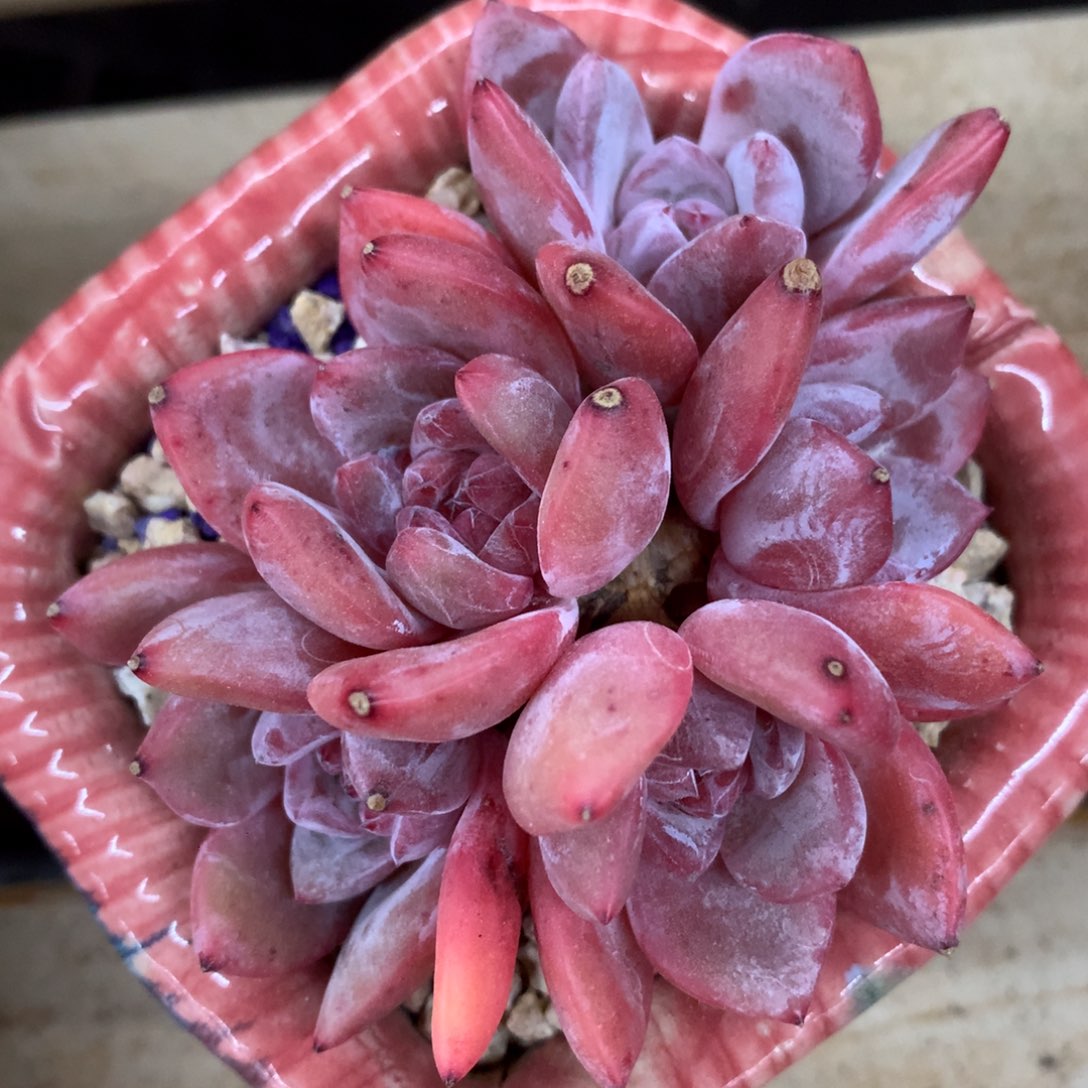 五头小石榴籽冠幅8cm