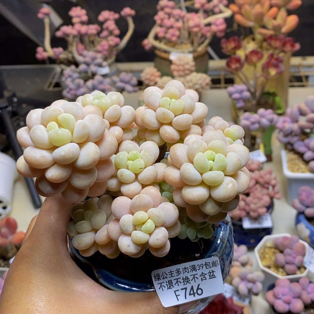 746洛可可多肉9c m