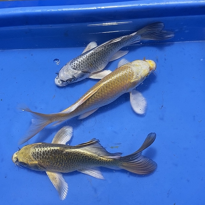 蝴蝶鲤鱼一金一银一古铜