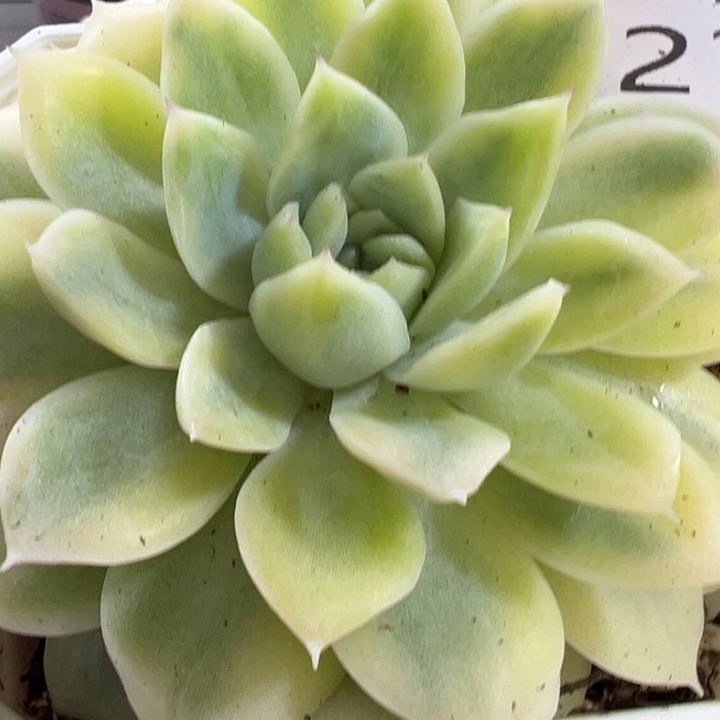 麦秆锦多肉植物216