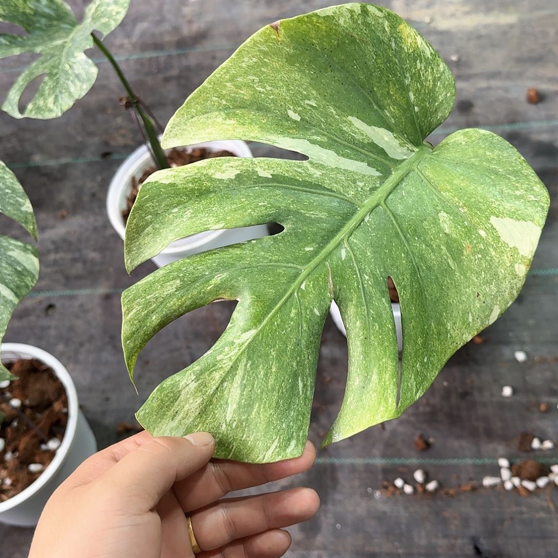 无花朵花****~绿雪单叶T11