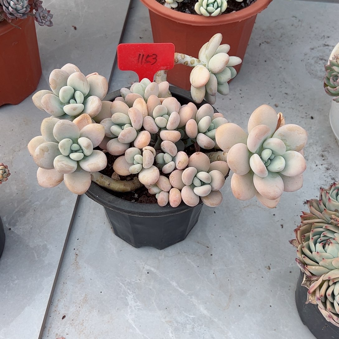 晚**辰1153洛神多肉植物