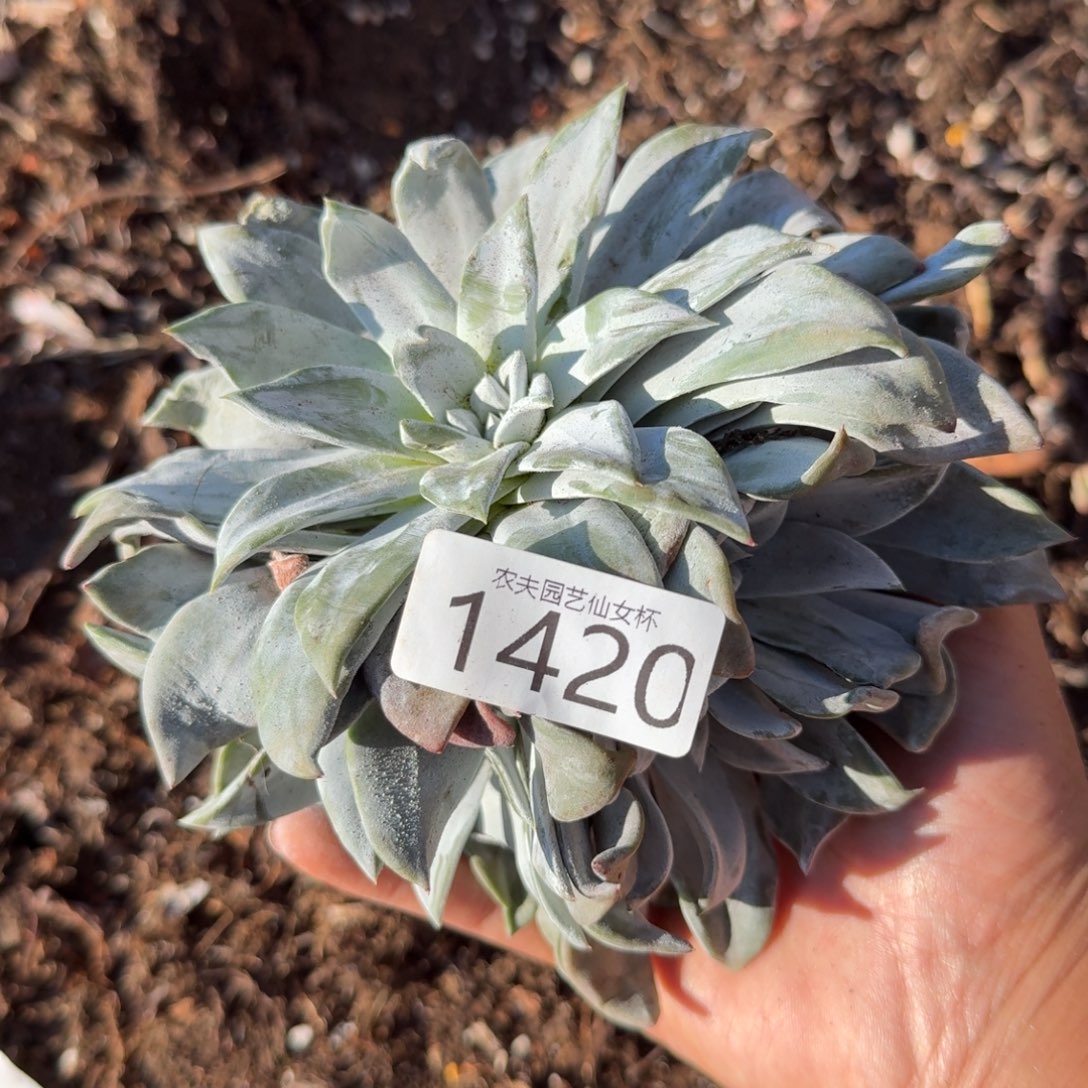 3代杂交仙女杯多肉福利