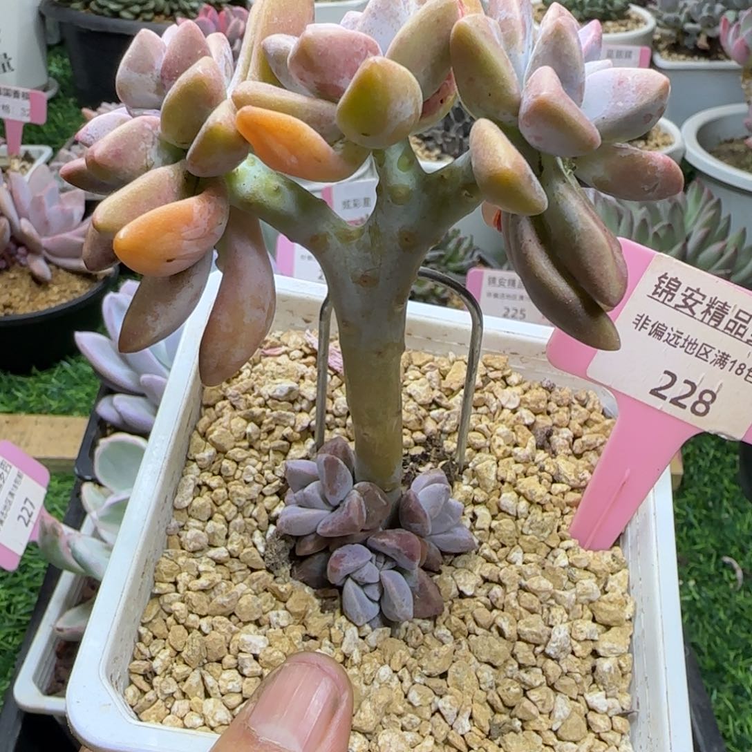 锦安精品多肉植物228