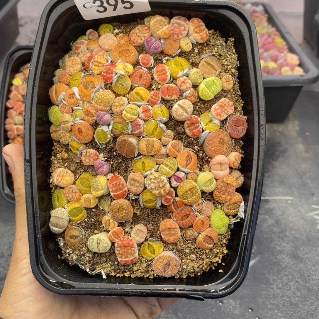 红陶000000000000395