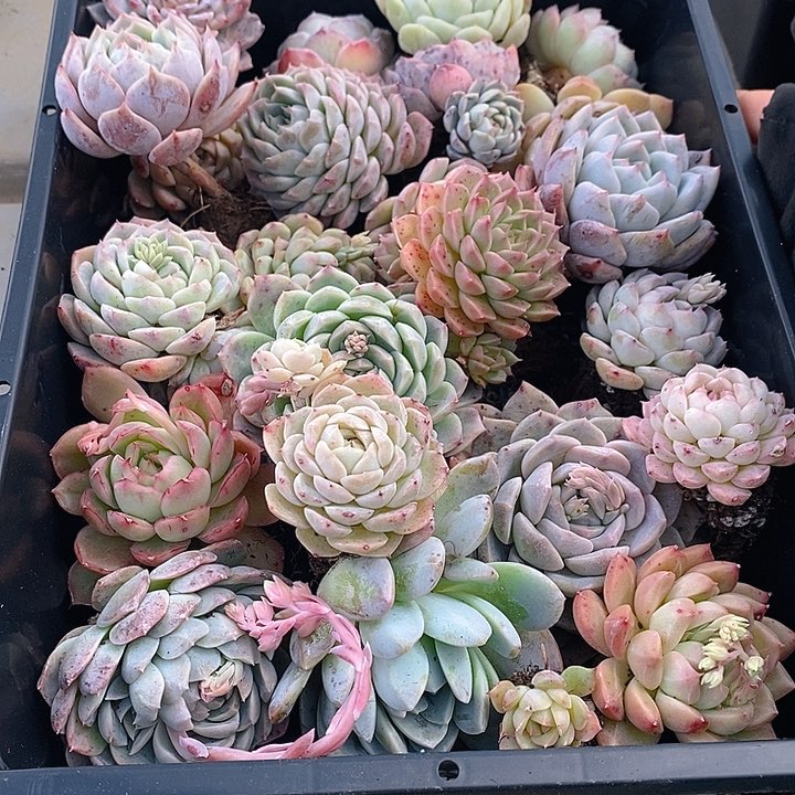 52 多肉植物盆栽花卉植物