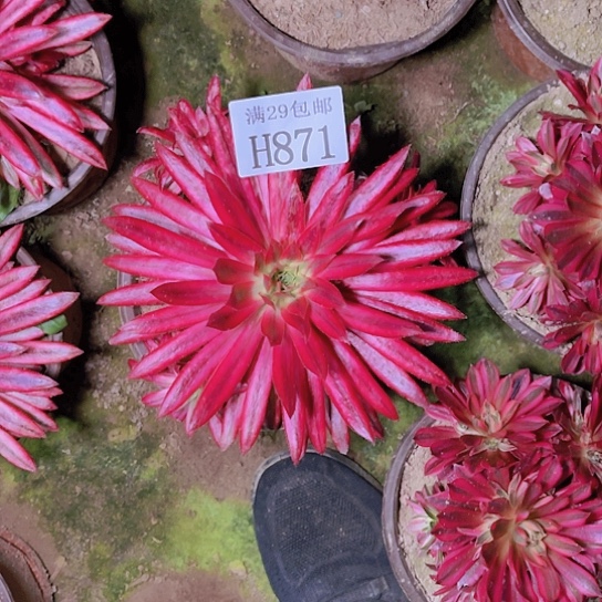 与***伴871朱雀多肉植物
