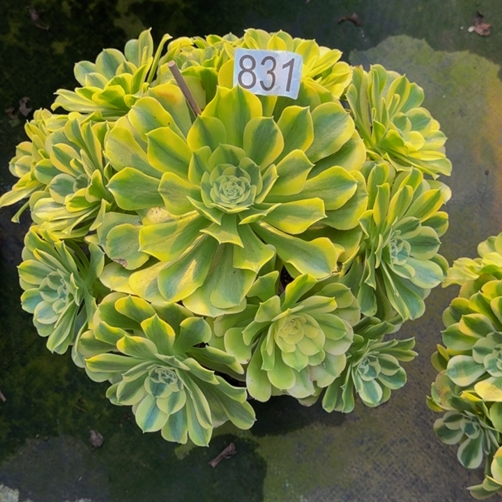 000000000831绿豆沙