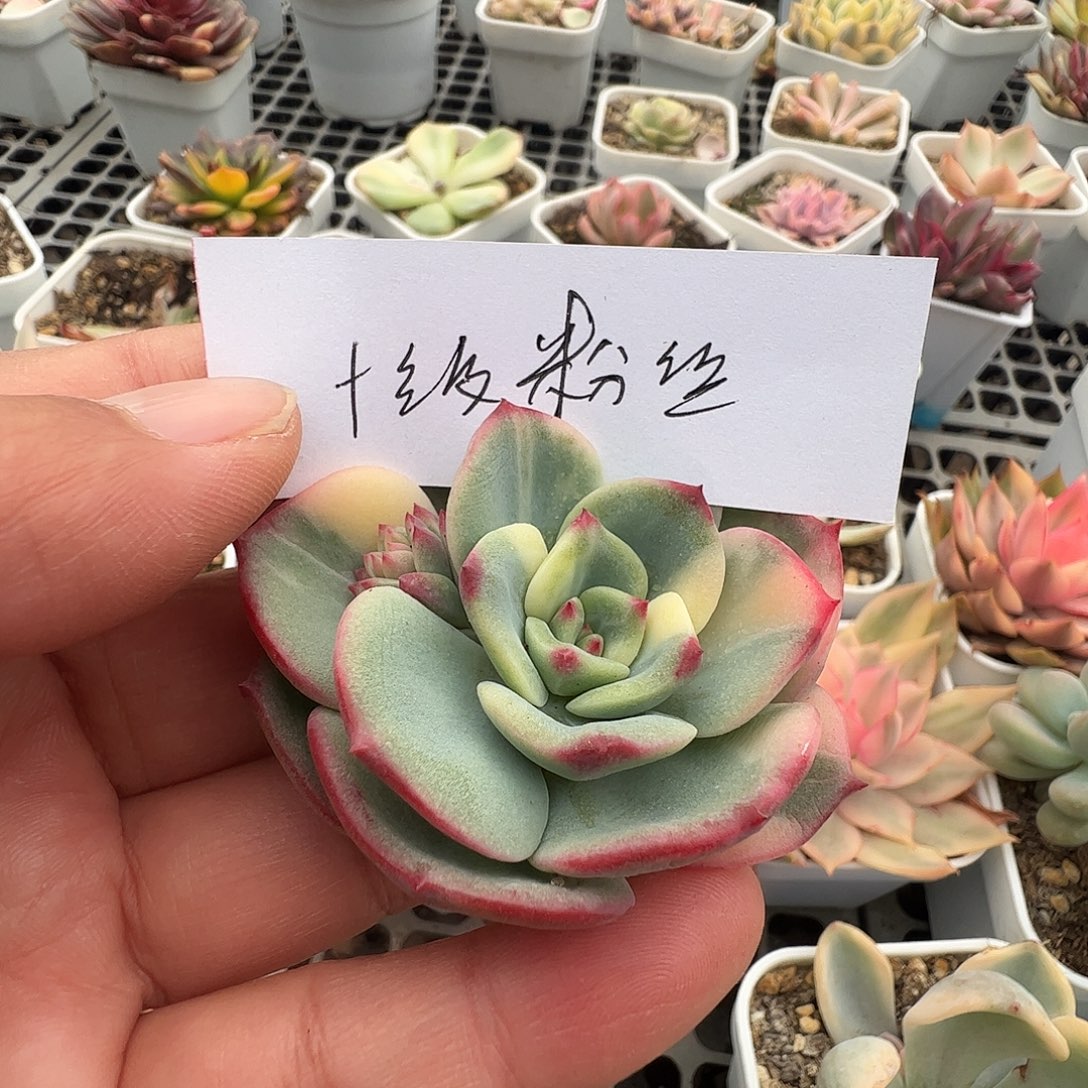 ****粒十级粉丝多肉植物