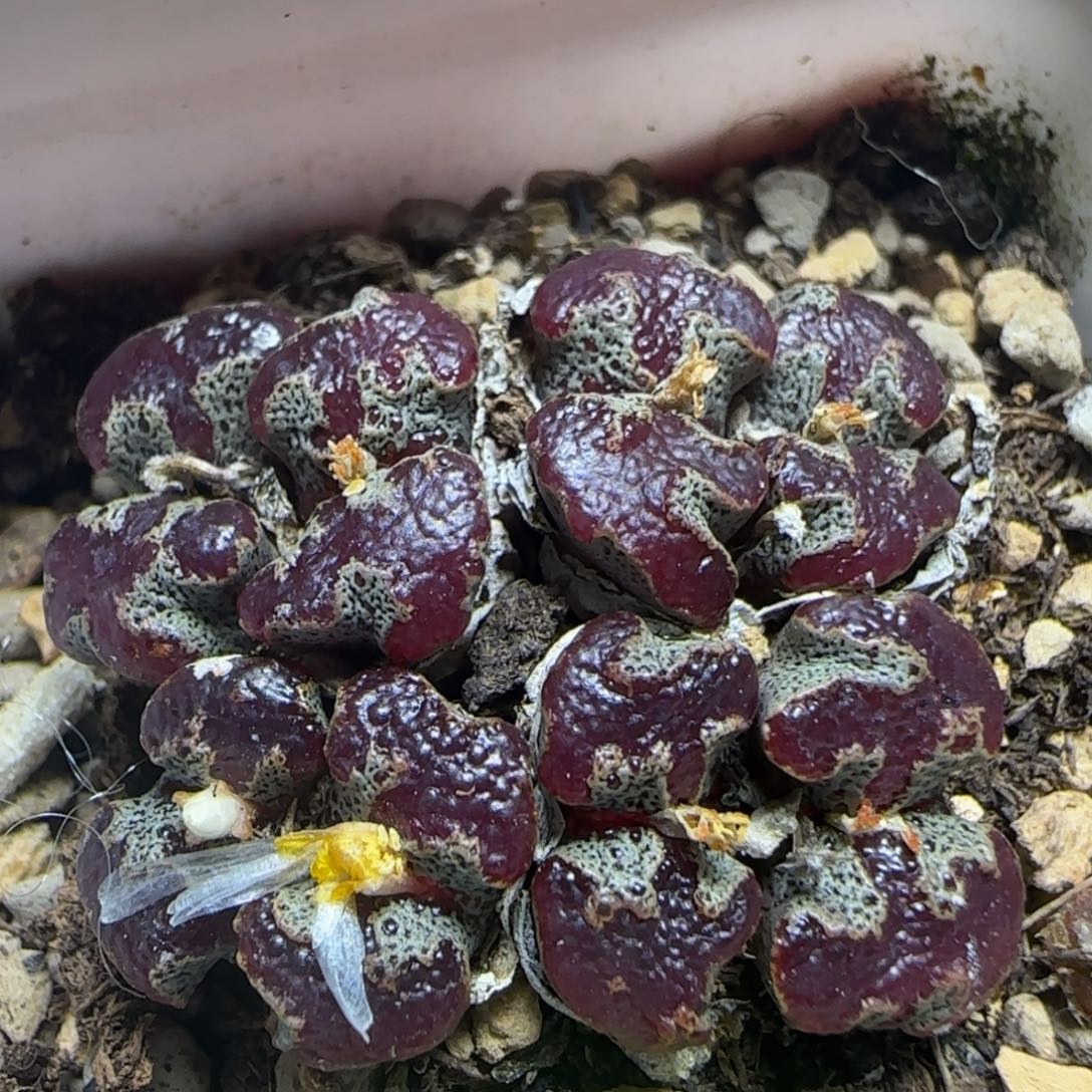 漂漂亮亮多肉植物57